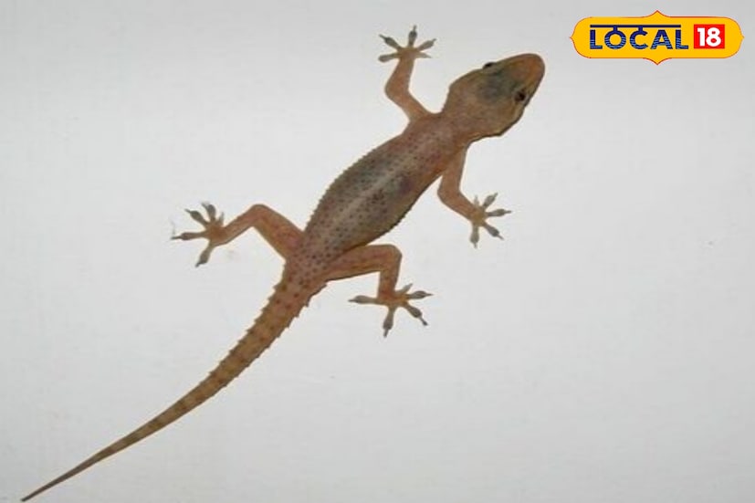 জ্যোতিষশাস্ত্র অনুসারে, প্রচলিত বিশ্বাস অনুযায়ী টিকটিকি নাকি সত্যি কথার ক্ষেত্রেই টিকটিক করে। অর্থাৎ, বহু মানুষই বিশ্বাস করেন যে টিকটিকির আশপাশে যদি কোনও সত্যি কথা বলা হয় তা হলে সরীসৃপ সেই প্রাণী সহমত জানিয়ে টিকটিক করে ওঠে। যদিও সে কথা কতটা যুক্তিপূর্ণ সেটির ব্যাখ্যা বিজ্ঞান আমাদের দিতে পারেনি। তবে জ্যোতিষশাস্ত্রে এর ব্যাখ্যা রয়েছে।