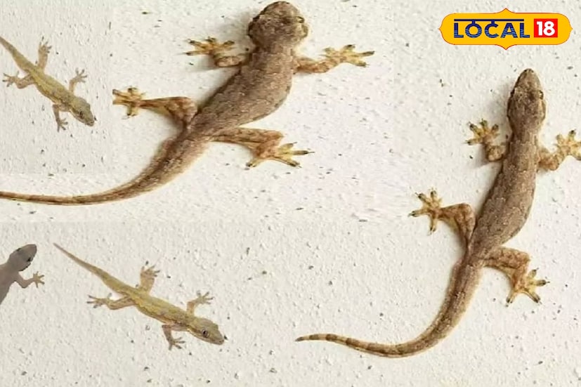 টিকটিকি যে কেবল সত্যি কথা শুনলেই টিকটিক করে এর কোনও যুক্তিযুক্ত ব্যাখ্যা জ্যোতিষশাস্ত্রেও নেই। তবে টিকটিকির ডাক কখন শুনছেন তার উপর অনেক কিছুই নির্ভর করে।