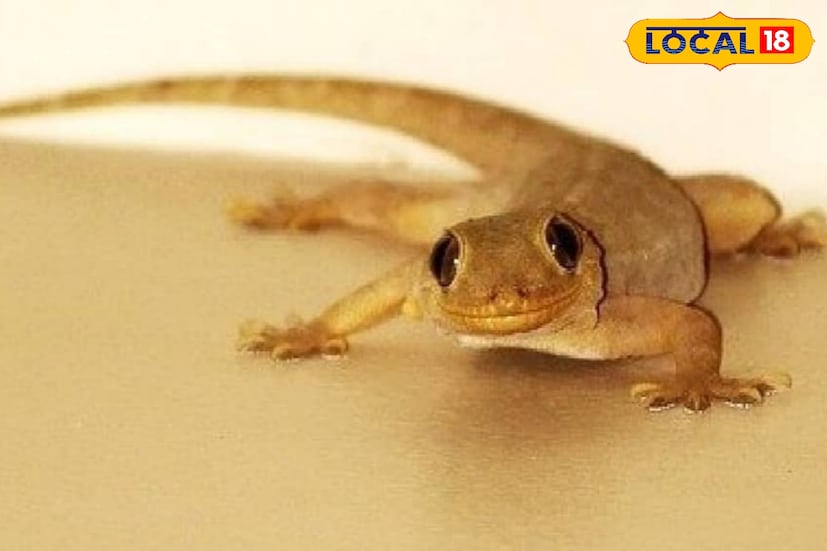 টিকটিকি যদি এক জায়গায় বসে আপনার কানের কাছে বার বার ডেকে চলে তা হলে বুঝবেন কেউ আপনার নামে বদনাম রটাচ্ছেন।