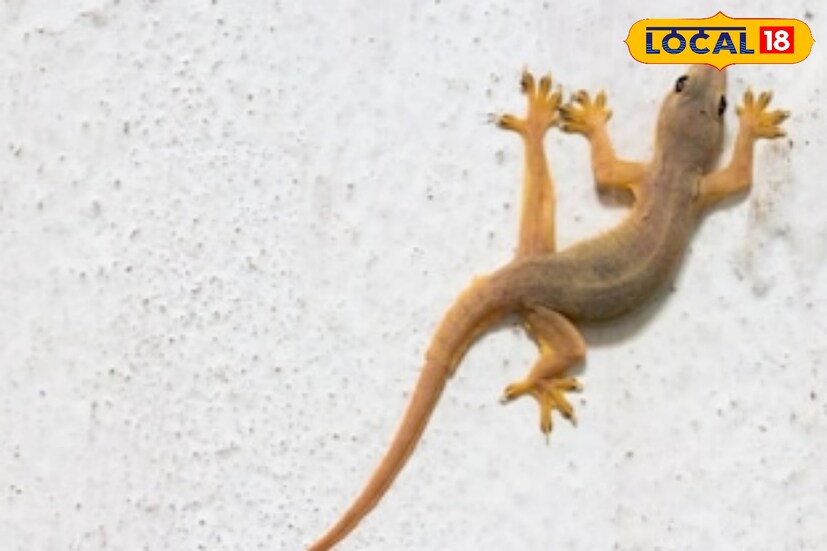 টিকটিকি যদি স্থির হয়ে ডেকেই চলে, নড়াচড়া না করে তা হলে বুঝবেন যে সে আপনাকে ধৈর্য ধরার বার্তা দিচ্ছে। অপেক্ষার পর সুফল পেতে পারেন।