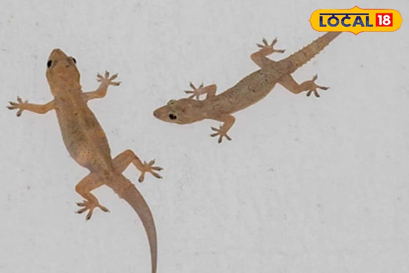 তবে বিজ্ঞান অনুসারে টিকটিকি নিজেদের মধ্যে সংযোগ স্থাপন করার জন্য ডেকে থাকে। কিন্তু শাস্ত্রমতে এ সকল নানা ব্যাখ্যা দেওয়া রয়েছে। পুরোটাই নির্ভর করছে আপনি কোনটা বিশ্বাস করবেন তার উপর।