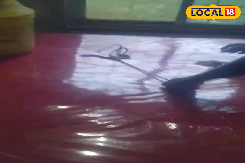 পরিবার সদস্য, সৌমিত্র চক্রবর্তী জানান, গত দুদিন আগে খাটের নীচ একটি সাপের ছানা দেখতে পাওয়া যায়। কোনভাবে জানলা বা দরজা দিয়ে সাপের ছানা'টি প্রবেশ করেছে বুঝে, তাকে উদ্ধার করে অন্যত্র ছেড়ে দেওয়া হয়। সেই সময় কেউ আন্দাজ করতে পারেনি ঘরের মধ্যে একসঙ্গে এতগুলো সাপ বাসা বেঁধে রয়েছে। তাই তোষক তুলতেই অবাক করা ঘটনা সামনে আসে। (ছবি ও তথ্য: রাকেশ মাইতি)