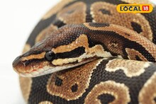 বেড়ার জালে ছটফট করছে দু'টো হলুদ চোখ! এমন ভয়ানক ঘটনায় এলাকায় আতঙ্ক