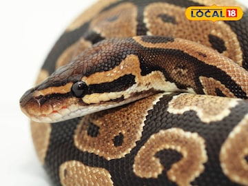 ভারতীয় ভারতীয়