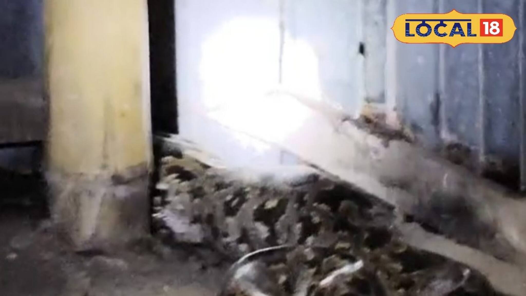 চারটি মুরগি সাবাড় করে নিশ্চিন্তে ঘুম দিচ্ছে এ কে? ডোরা কাটা, চক্রাবক্রা, দেখেই গায়ে কাঁটা