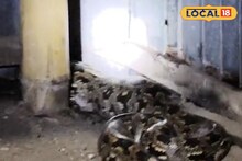 চারটি মুরগি সাবাড় করে নিশ্চিন্তে ঘুম দিচ্ছে এ কে? ডোরা কাটা, চক্রাবক্রা, দেখেই গায়ে কাঁটা