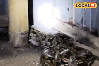 চারটি মুরগি সাবাড় করে নিশ্চিন্তে ঘুম দিচ্ছে এ কে? ডোরা কাটা, চক্রাবক্রা, দেখেই গায়ে কাঁটা