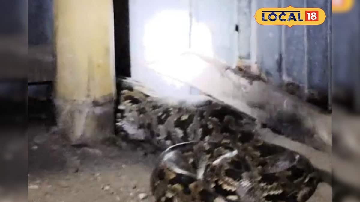 চারটি মুরগি সাবাড় করে নিশ্চিন্তে ঘুম দিচ্ছে এ কে? ডোরা কাটা, চক্রাবক্রা, দেখেই গায়ে কাঁটা দিল গৃহকর্তার চারটি মুরগি সাবাড় করে নিশ্চিন্তে ঘুম দিচ্ছে এ কে? ডোরা কাটা, চক্রাবক্রা, দেখেই গায়ে কাঁটা দিল গৃহকর্তার