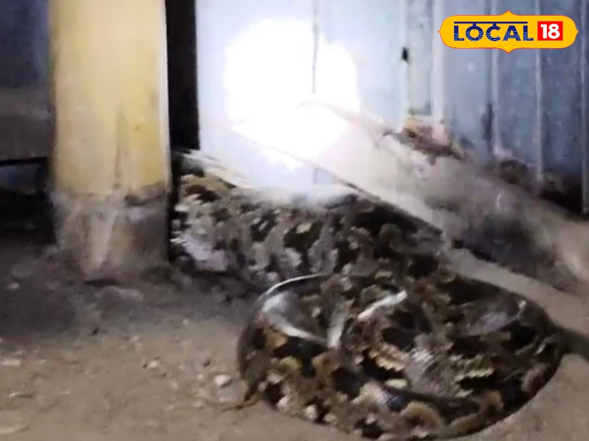 চারটি মুরগি সাবাড় করে নিশ্চিন্তে ঘুম দিচ্ছে এ কে? ডোরা কাটা, চক্রাবক্রা, দেখেই গায়ে কাঁটা দিল গৃহকর্তার