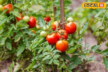 টমেটো চাষেই বড়লোক হওয়ার সুযোগ! শুধু চিনতে হবে জাত, জানতে হবে চাষের সঠিক সময়! জানুন আইডিয়া টমেটো চাষেই বড়লোক হওয়ার সুযোগ! শুধু চিনতে হবে জাত, জানতে হবে চাষের সঠিক সময়! জানুন আইডিয়া