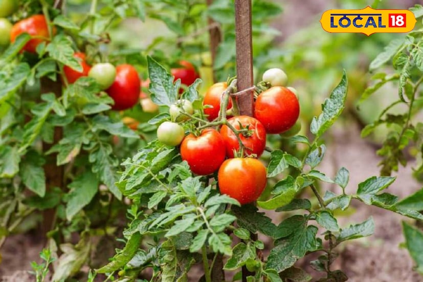 শীতের শুরুতেই বাগানে লাগান হাইব্রিড টমেটো চারা। যাতে লাভ হবে অনেক। অন্য প্রজাতির টমেটো চারার থেকে এই টমেটোগুলির ফলন ভাল হয়। ফলে কৃষকরা উপকৃত হবেন। প্রথম দিকে বাজারে টমেটোর দাম কিছুটা বেশি থাকে। (ছবি ও তথ্য: নবাব মল্লিক) শীতের শুরুতেই বাগানে লাগান হাইব্রিড টমেটো চারা। যাতে লাভ হবে অনেক। অন্য প্রজাতির টমেটো চারার থেকে এই টমেটোগুলির ফলন ভাল হয়। ফলে কৃষকরা উপকৃত হবেন। প্রথম দিকে বাজারে টমেটোর দাম কিছুটা বেশি থাকে। (ছবি ও তথ্য: নবাব মল্লিক)