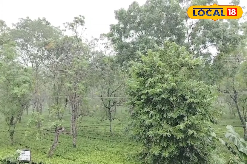 দু'দিন ধরে একনাগাড়ে বৃষ্টি হয়ে চলেছে জেলায়। গত ২৪ ঘণ্টায় আলিপুরদুয়ারে বৃষ্টিপাত হয়েছে ৪৬. ৪০ মিমি। আলিপুরদুয়ার জেলার হাসিমারাতে ৩৮. ৬০ মিমি বৃষ্টি হয়েছে। যদিও এখনও অবধি কোনও নদীতে সতর্কতা নেই।