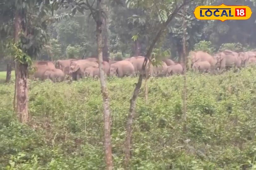 চা-বাগান, নদী, জঙ্গল, রেললাইন আর এশিয়ান হাইওয়ে - এমনই এক চ্যালেঞ্জিং পথ পেরিয়ে সফলভাবে সম্পন্ন হল বিশাল হাতি চালনা অভিযান। তুকরিয়াঝর রেঞ্জ থেকে বাগডোগরা রেঞ্জে হাতির দলকে নিরাপদে স্থানান্তর করল বন দফতর। (ছবি ও তথ্য; ঋত্বিক ভট্টাচার্য) চা-বাগান, নদী, জঙ্গল, রেললাইন আর এশিয়ান হাইওয়ে - এমনই এক চ্যালেঞ্জিং পথ পেরিয়ে সফলভাবে সম্পন্ন হল বিশাল হাতি চালনা অভিযান। তুকরিয়াঝর রেঞ্জ থেকে বাগডোগরা রেঞ্জে হাতির দলকে নিরাপদে স্থানান্তর করল বন দফতর। (ছবি ও তথ্য; ঋত্বিক ভট্টাচার্য)