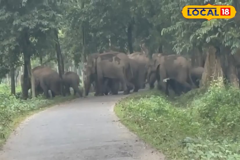 বন দফতরের দাবি, তুকরিয়াঝর রেঞ্জের জঙ্গল ইতিমধ্যেই তার ‘ক্যারিং ক্যাপাসিটি’ বা ধারণক্ষমতার সীমায় পৌঁছে গিয়েছিল। সেই কারণেই নতুন আবাসস্থলের সন্ধানে হাতিদের একাংশকে নিয়ে যাওয়া হয়েছে বাগডোগরা রেঞ্জে, যাতে পরিবেশের ভারসাম্য বজায় থাকে এবং মানুষ–প্রাণী সংঘাতের আশঙ্কাও কমে।