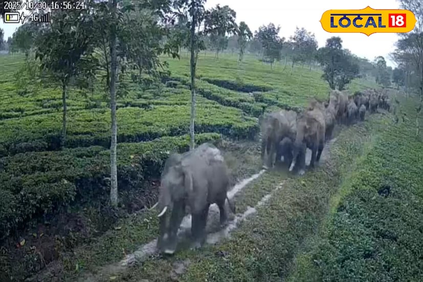 হাতির দল এখন বাগডোগরার নতুন আবাসে অভ্যস্ত হচ্ছে। বনকর্মীদের নজরদারিতেই চলছে তাদের চলাফেরা ও খাদ্যাভ্যাসের পর্যবেক্ষণ। বন দফতরের আশা, এই উদ্যোগ ভবিষ্যতে হাতিদের অবাধ চলাচল ও বাস্তুতন্ত্র রক্ষার নতুন দিশা দেখাবে।(ছবি ও তথ্য : ঋত্বিক ভট্টাচার্য)