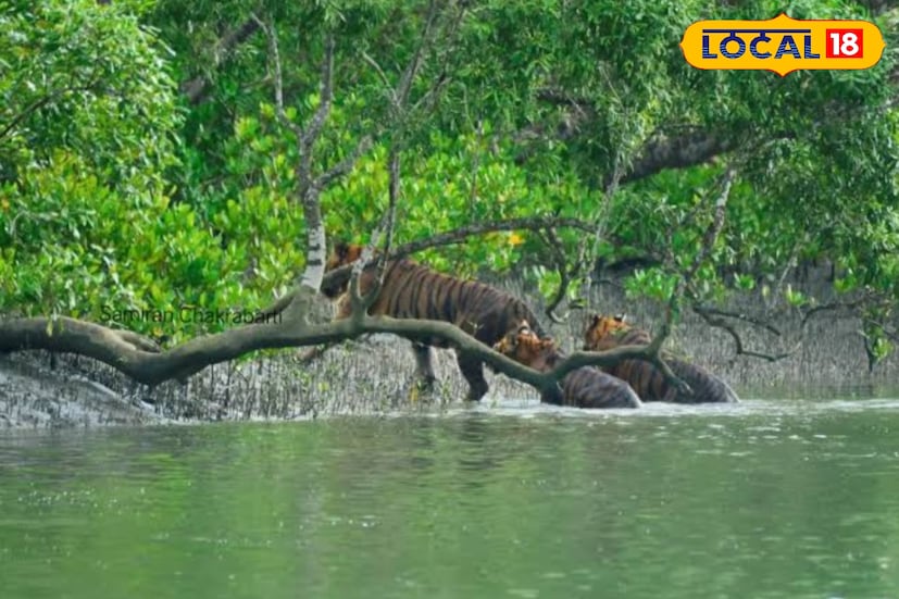 সুন্দরবনের প্রকৃতি ও নৌকা ভ্রমণের রোমাঞ্চ মাতলা নদী ভ্রমণকে জনপ্রিয় করে তুলেছে। যারা প্রকৃতির সান্নিধ্যে কিছু সময় কাটাতে চান, তাদের জন্য সুন্দরবন আদর্শ। বাঘের রাজ্যে একদিন সুন্দরবনের মাতলা নদীতে দারুণ অ্যাডভেঞ্চার নৌকা ভ্রমণ, বন্যপ্রাণী দর্শন আর স্থানীয় খাবারের মজা একসাথে মাতলা নদীর অপরূপ সৌন্দর্য। (ছবি ও তথ্য: সুমন সাহা)