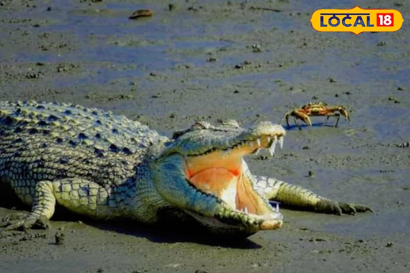 মাতলা নদীর তীরে দাঁড়িয়ে সূর্যাস্ত দেখার মুহূর্তটি অপূর্ব। সুন্দরবন মাতলা ট্যুরিজম ভ্রমণ প্যাকেজ বর্তমানে বিভিন্ন ট্যুর অপারেটর সুন্দরবন নদী ভ্রমণের জন্য আকর্ষণীয় প্যাকেজ সাধারণত ২-৩ দিনের এই প্যাকেজে নৌকা ভ্রমণ, বন্যপ্রাণী দর্শন এবং স্থানীয় খাবারের সব রকমের ব্যবস্থা থাকে।