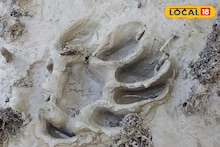 আতঙ্ক গড়বেতায়! অজানা জন্তুর পায়ের ছাপ ঘিরে চাঞ্চল্য