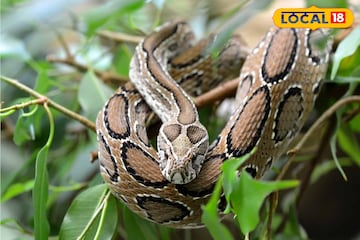 জেলায় বাড়ছে চন্দ্রবোড়ার উৎপাত, বাড়ছে মৃত্যু সংখ্যাও! সতর্ক থাকার উপায় জানালেন বিশেষজ্ঞ জেলায় বাড়ছে চন্দ্রবোড়ার উৎপাত, বাড়ছে মৃত্যু সংখ্যাও! সতর্ক থাকার উপায় জানালেন বিশেষজ্ঞ