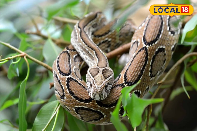 পশ্চিমবঙ্গের চন্দ্রবোড়া সাপের কামড়ে মৃত্যু ও জটিলতা বেড়ে যাওয়ায় চিকিৎসক ও সর্পবিশেষজ্ঞরা সতর্কবার্তা জারি করেছেন। ভারতের বন্যপ্রাণ দুর্নীতি দমন শাখার সদস্য ও সর্পবিশেষজ্ঞ দীনবন্ধু বিশ্বাস জানিয়েছেন, সময়মতো হাসপাতালে চিকিৎসা করলেও অনেক ক্ষেত্রে রোগীকে বাঁচানো সম্ভব হচ্ছে না। (ছবি ও তথ্য: সুদীপ্ত গড়াই) পশ্চিমবঙ্গের চন্দ্রবোড়া সাপের কামড়ে মৃত্যু ও জটিলতা বেড়ে যাওয়ায় চিকিৎসক ও সর্পবিশেষজ্ঞরা সতর্কবার্তা জারি করেছেন। ভারতের বন্যপ্রাণ দুর্নীতি দমন শাখার সদস্য ও সর্পবিশেষজ্ঞ দীনবন্ধু বিশ্বাস জানিয়েছেন, সময়মতো হাসপাতালে চিকিৎসা করলেও অনেক ক্ষেত্রে রোগীকে বাঁচানো সম্ভব হচ্ছে না। (ছবি ও তথ্য: সুদীপ্ত গড়াই)