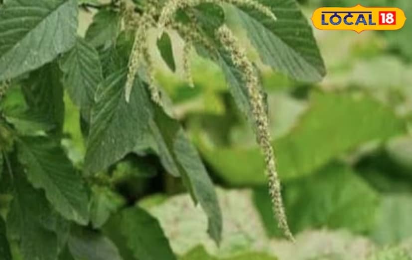 আমার কথাটি ফুরাল, নটেগাছটি মুড়াল- বাংলার রূপকথা গল্প বলা শেষ করার অবিচ্ছেদ্য অংশ। গল্প শেষ হলে মন যা দুঃখ পায়, নটেগাছের মুড়ানো তা পুষিয়ে দেয়। এমনি এমনি নটে বাঙালির প্রিয় শাক নয়! তাছাড়া শীতকালে প্রচুর পরিমাণে সবুজ শাকসবজি খাওয়া হয়। সরষে, পালং, মেথির মতোই নটে শাকও সাধারণত শীতকালে খাওয়া হয়। এই সব শাক স্বাস্থ্যের জন্য খুবই উপকারী। এখানে এবার নটে শাক সম্পর্কে কয়েকটা কথা জেনে নেওয়া যাক। একে শীতকালে একটি সুপারফুড হিসেবে বিবেচনা করা হয়, যা পুষ্টিগুণে ভরপুর।