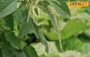সবজি বা ক্ষীর হিসেবে খান, নটে শাক হাড় মজবুত করবে,অন্ত্রও পরিষ্কার থাকবে, উপকারিতা অসাধারণ সবজি বা ক্ষীর হিসেবে খান, নটে শাক হাড় মজবুত করবে,অন্ত্রও পরিষ্কার থাকবে, উপকারিতা অসাধারণ