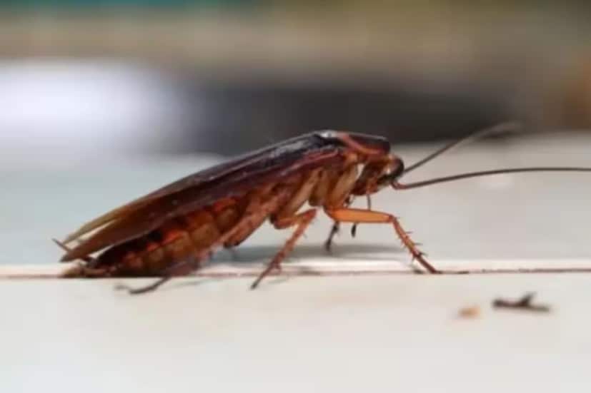 আরশোলা এত দামি কেন: আরশোলা পৃথিবীর প্রাচীনতম প্রাণীদের মধ্যে একটি। বিজ্ঞানীদের মতে, তারা ৫০ মিলিয়ন বছরেরও বেশি সময় ধরে পৃথিবীতে বাস করছে। যে কোনও পরিবেশে বেঁচে থাকার জন্য তাদের আশ্চর্যজনক অভিযোজন ক্ষমতা রয়েছে। ভারতে পোকামাকড় হিসেবে বিবেচনা করলেও বিশ্বের অনেক দেশেই এগুলো প্রোটিন খাদ্য হিসেবে ব্যবহৃত হয়। সম্প্রতি, আরশোলা থেকে তৈরি খাদ্য, ওষুধ এবং প্রসাধনী সামগ্রীর ব্যাপক চাহিদা দেখা দিয়েছে। (Representative Image)