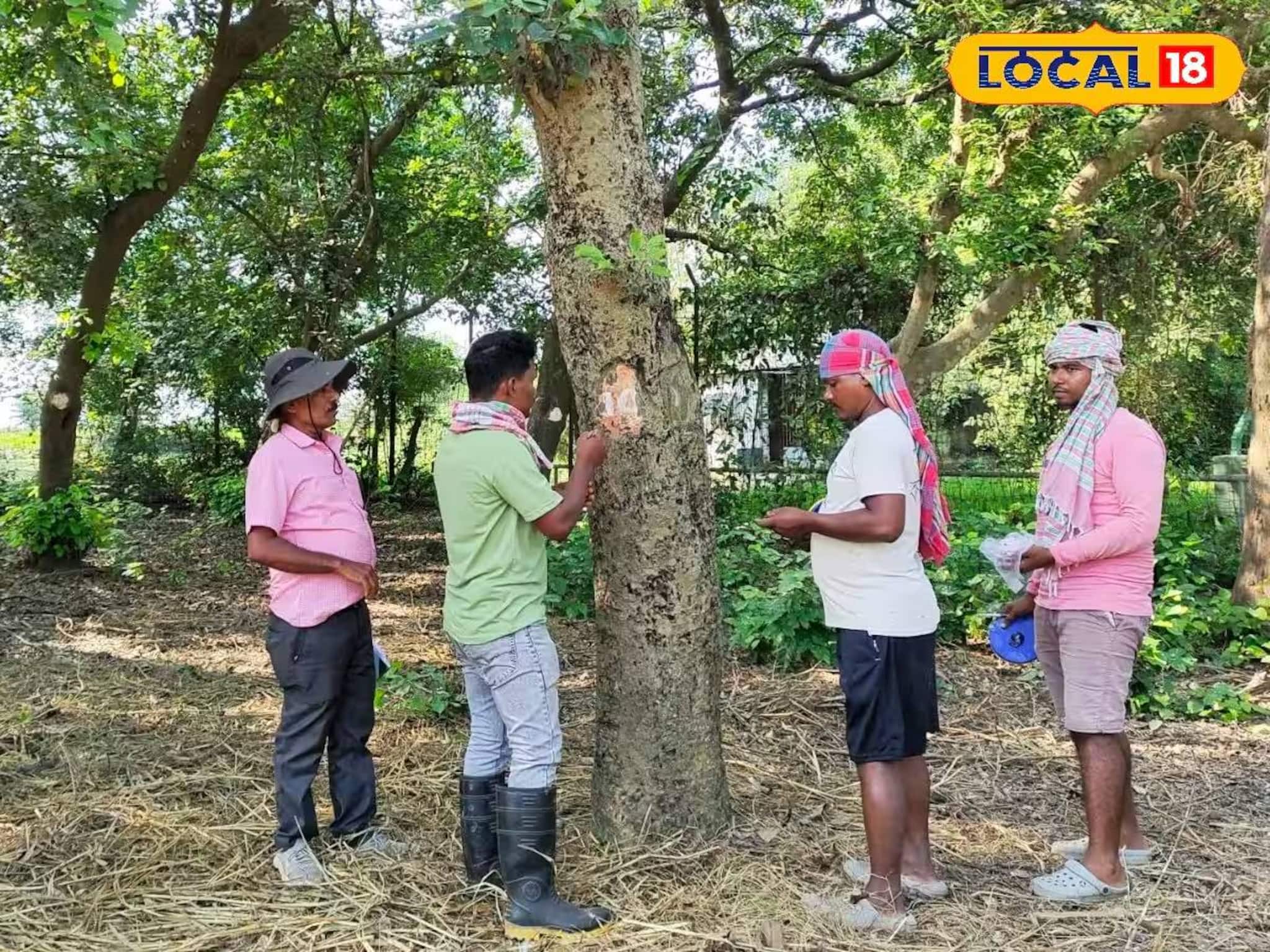 Bird Count: জনগণনার মতোই পাখি গণনা! আপনার এলাকায় কতগুলি পাখি রয়েছে জানতে চান? শিখে রাখুন এই পদ্ধতি