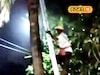 নারকেল গাছের মাথায় 'ওটা' কে বসে? উপরে তাকাতেই এলাকাবাসী যা দেখলেন, হাওড়ায় হুলুস্থুল