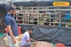 আমেরিকার শুল্ক বাণে কাবু জেলার চিংড়ি চাষ! ভেড়িতে মড়ক, ব্যবসা বন্ধ হওয়ার আশঙ্কা