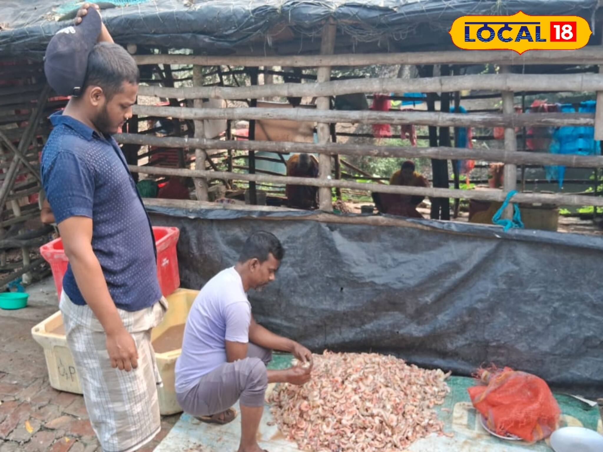 আমেরিকার শুল্ক বাণে কাবু জেলার চিংড়ি চাষ! ভেড়িতে মড়ক, ব্যবসা বন্ধ হওয়ার জো