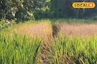 শোষক পোকা শুষে নিচ্ছে ধান গাছের সব রস, কালনায় আমন চাষে চরম ক্ষতি
