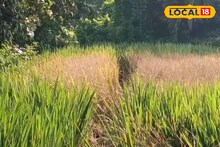 Aman Cultivation: ভয়ানক শোষক পোকা শুষে নিচ্ছে ধান গাছের সব রস, কালনায় আমন চাষে চরম ক্ষতি, সরকারি সহায়তার আশায় কৃষকেরা