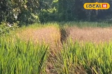 শোষক পোকা শুষে নিচ্ছে ধান গাছের সব রস, কালনায় আমন চাষে চরম ক্ষতি