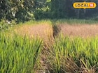 শোষক পোকা শুষে নিচ্ছে ধান গাছের সব রস, কালনায় আমন চাষে চরম ক্ষতি