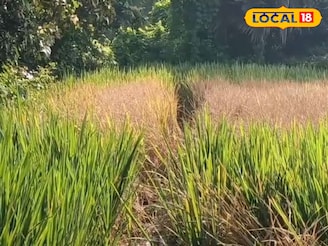 শোষক পোকা শুষে নিচ্ছে ধান গাছের সব রস, কালনায় আমন চাষে চরম ক্ষতি