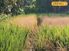 শোষক পোকা শুষে নিচ্ছে ধান গাছের সব রস, কালনায় আমন চাষে চরম ক্ষতি