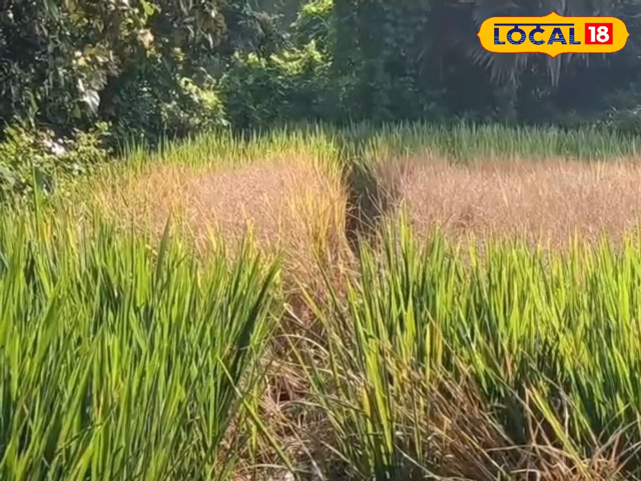 Aman Cultivation: ভয়ানক শোষক পোকা শুষে নিচ্ছে ধান গাছের সব রস, কালনায় আমন চাষে চরম ক্ষতি, সরকারি সহায়তার আশায় কৃষকেরা