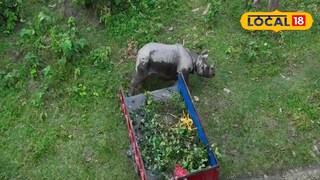 জলদাপাড়া জাতীয় উদ্যানে ফেরানো হল উদ্ধার হওয়া গন্ডারকে