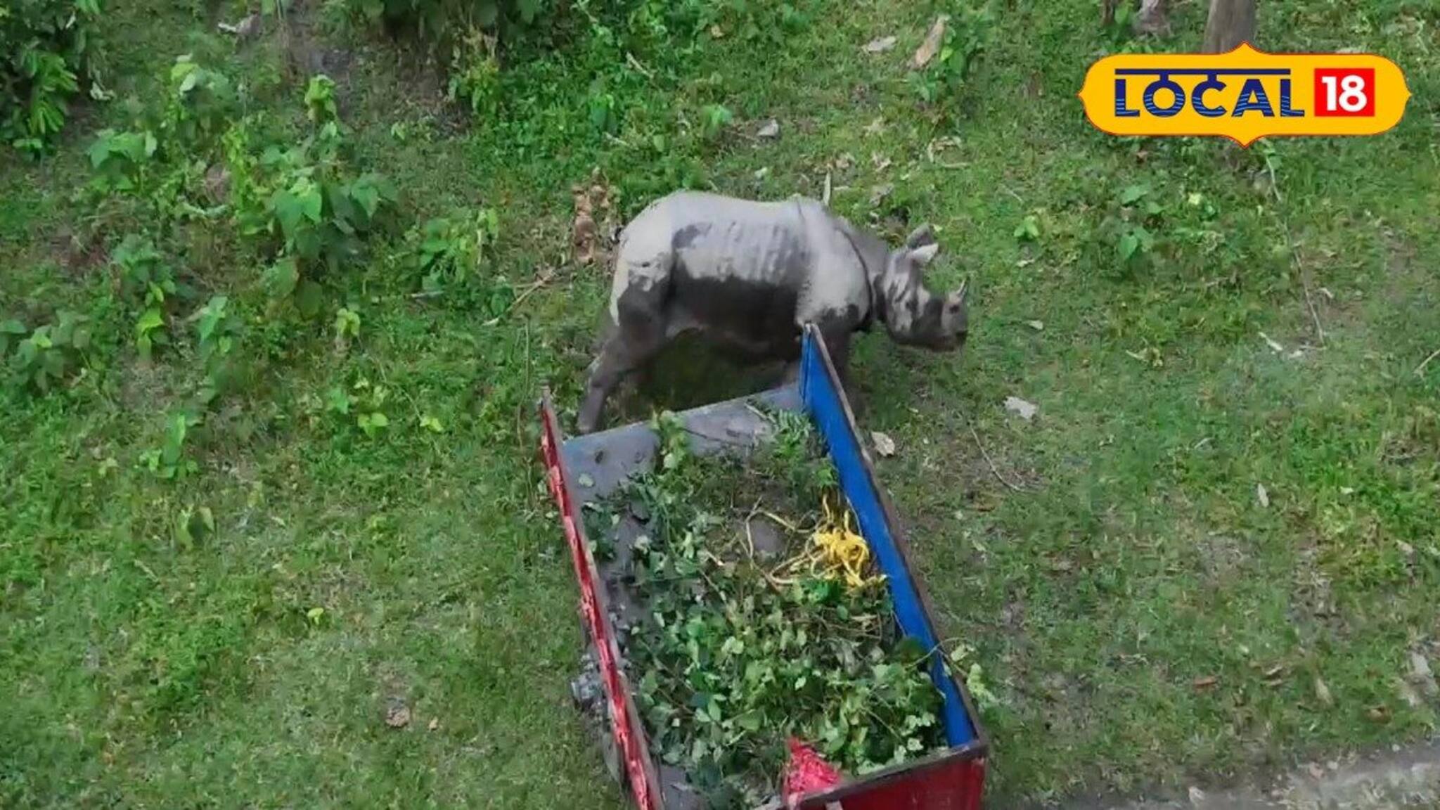 আলিপুরদুয়ারের বুনো জন্তুর হদিস কোচবিহারে! কীভাবে জেলা বদল গন্ডারের?