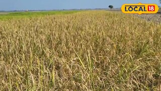 জলপাইগুড়ি জেলার প্রায় ১৪ হাজার হেক্টর কৃষিজমি বন্যায় প্লাবিত হয়েছে জলপাইগুড়ি জেলার প্রায় ১৪ হাজার হেক্টর কৃষিজমি বন্যায় প্লাবিত হয়েছে