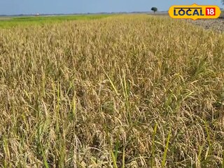 জলপাইগুড়ি জেলার প্রায় ১৪ হাজার হেক্টর কৃষিজমি বন্যায় প্লাবিত হয়েছে