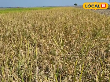 জলপাইগুড়ি জেলার প্রায় ১৪ হাজার হেক্টর কৃষিজমি বন্যায় প্লাবিত হয়েছে