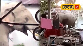 বাড়ির উঠোনে দাঁতাল হাতি বাড়ির উঠোনে দাঁতাল হাতি