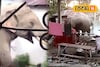 খাবারের সন্ধানে বাড়ির উঠোনে দাঁতাল হাতি! দরজা ভেঙে ঘরে ঢোকার চেষ্টা, চাঞ্চল্য এলাকায়