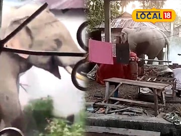বাড়ির উঠোনে দাঁতাল হাতি
