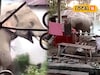 খাবারের সন্ধানে বাড়ির উঠোনে দাঁতাল হাতি! দরজা ভেঙে ঘরে ঢোকার চেষ্টা, চাঞ্চল্য এলাকায়
