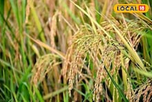 কনকচূড়েই লুকিয়ে জয়নগরের মোয়ার স্বাদ! এবার 'এই' এলাকাতেই পাওয়া যাচ্ছে মোয়া স্পেশ্যাল ধান