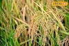 কনকচূড়েই লুকিয়ে জয়নগরের মোয়ার স্বাদ! এবার 'এই' এলাকাতেই পাওয়া যাচ্ছে মোয়া স্পেশ্যাল ধান