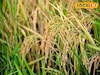 কনকচূড়েই লুকিয়ে জয়নগরের মোয়ার স্বাদ! এবার 'এই' এলাকাতেই পাওয়া যাচ্ছে মোয়া স্পেশ্যাল ধান